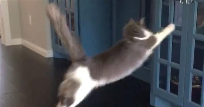 Ce Chat Qui Manque Continuellement Le Saut Au Comptoir Est La Definition De La Perseverance Les Meilleurs Conseils En Matiere De Divertissement De Mode De Beaute De Fitness Et De Gastronomie